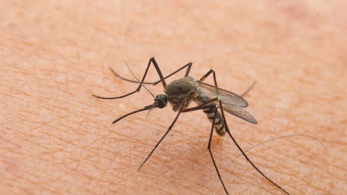 Febbre del Nilo in Terra di Lavoro: quattro casi gravi, cresce l’allarme