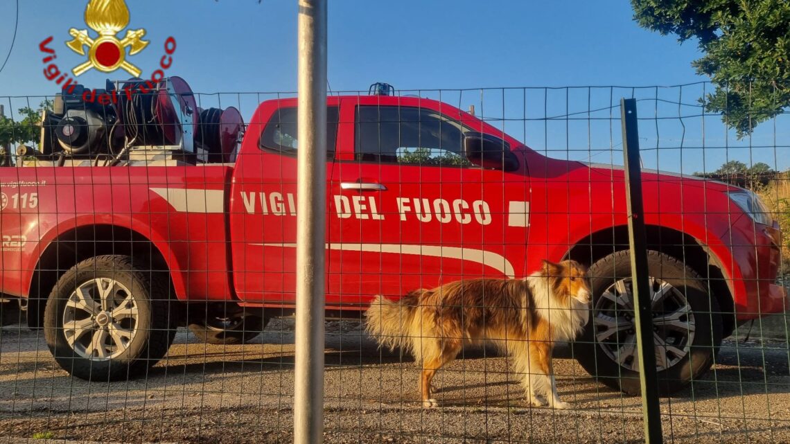 Gesualdo, cane incastrato tra le inferriate: salvato dai Vigili del Fuoco all’alba