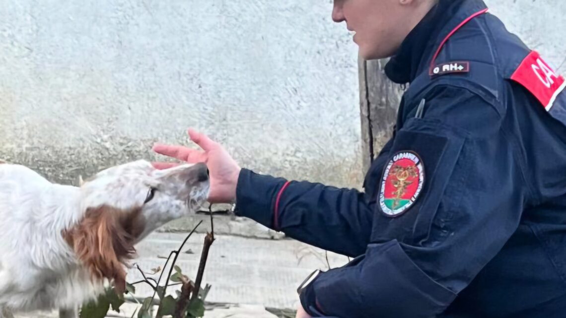 Senerchia, orrore in un fabbricato occupato abusivamente: tre cani trovati morti, denunciati due sessantenni