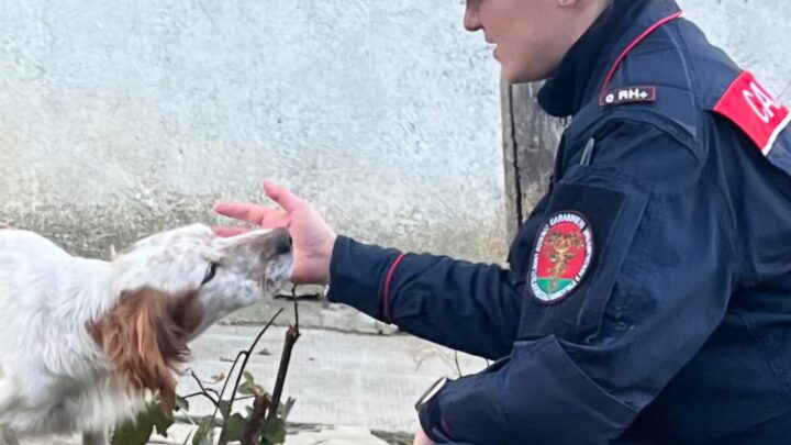 Senerchia, orrore in un fabbricato occupato abusivamente: tre cani trovati morti, denunciati due sessantenni