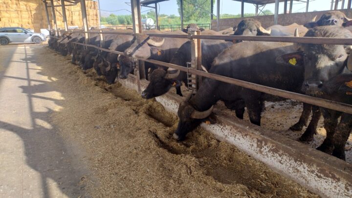 Campania, cala il latte di bufala stoccato: Coldiretti conferma il trend e rilancia sul contratto unico