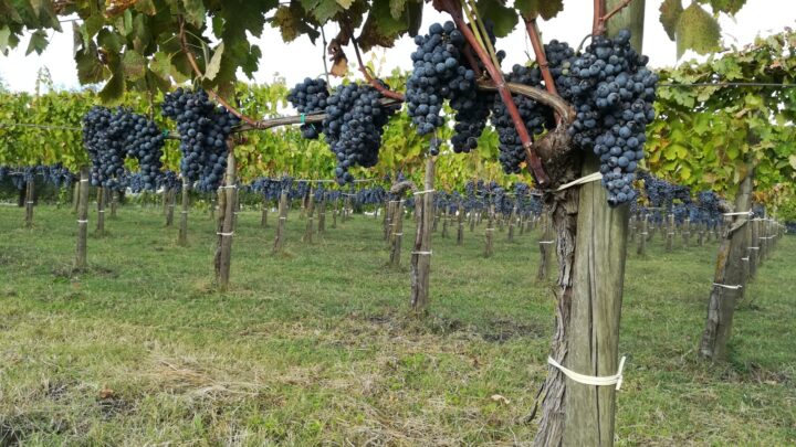 A Venticano “È tempo di cazzi malati”: al via la kermesse tra gusto, natura e tradizione