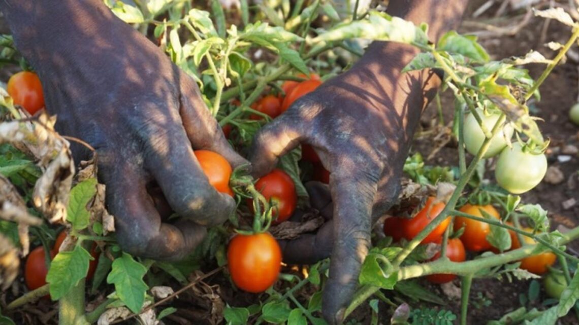 Nascono i Poli Sociali “SAY NO CAP!” ad Avellino e Benevento: un nuovo presidio territoriale contro il caporalato e lo sfruttamento lavorativo