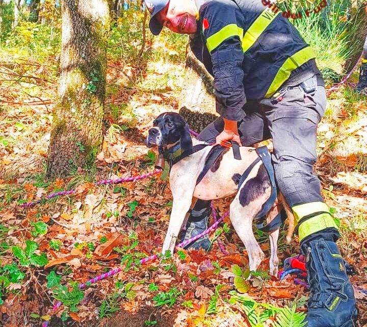Pointer cade in un pozzo sui monti del Serinese: salvato dai Vigili del Fuoco di Avellino