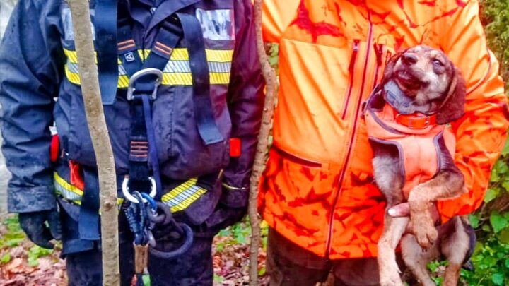 Salvataggio animale a Villanova del Battista: cane recuperato dai Vigili del Fuoco di Grottaminarda