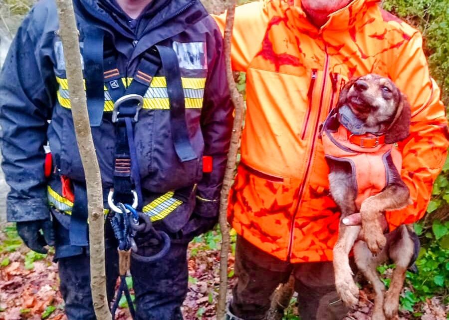 Salvataggio animale a Villanova del Battista: cane recuperato dai Vigili del Fuoco di Grottaminarda