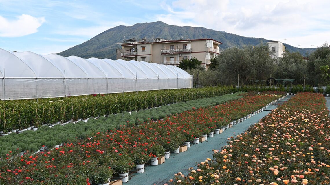 San Valentino 2026, la rivincita del fiore italiano: qualità, sostenibilità e filiera corta