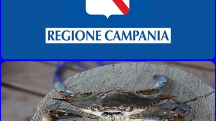 Granchio blu, la Campania punta sulla prevenzione: al via il monitoraggio lungo le coste