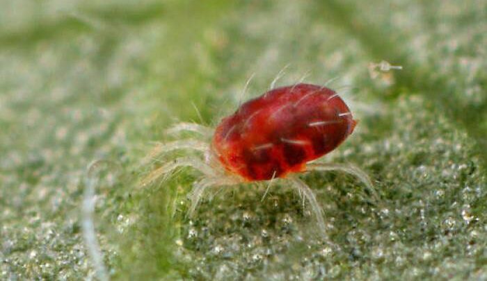Fragole dell’agro aversano a rischio: allarme ragnetto rosso nelle serre