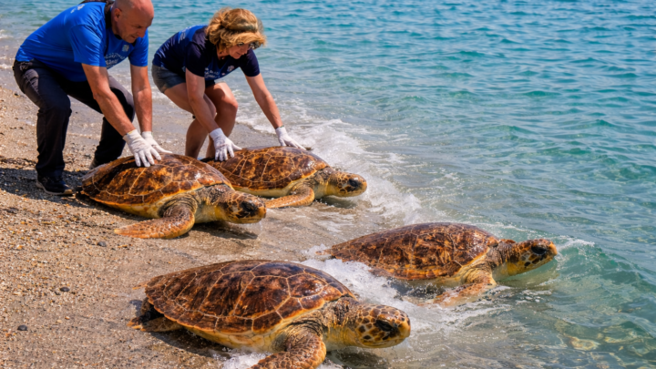 Maiori, quattro tartarughe tornano in mare dopo il salvataggio