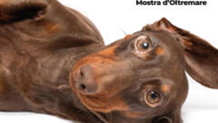 Quattrozampeinfiera Napoli 2026: due giorni imperdibili per cani, gatti e i loro umani