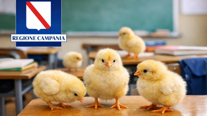 Pulcini regalati a scuola, intervento della Regione Campania: animali messi in sicurezza