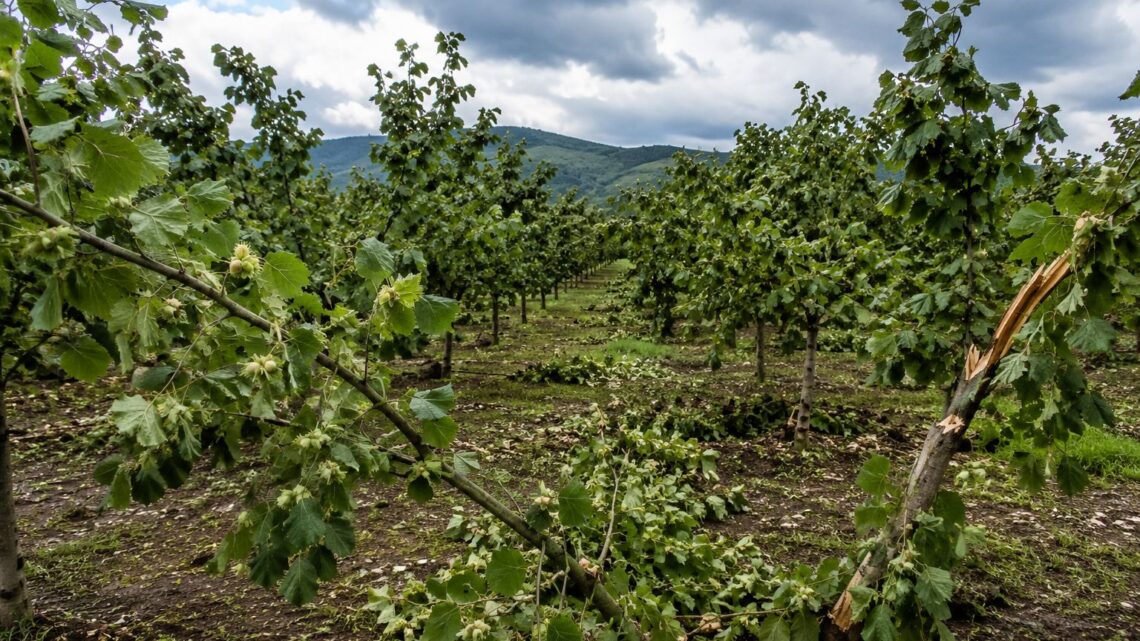 Lauro avvia la ricognizione dei danni da maltempo: appello alle aziende agricole
