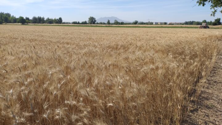 Grano duro, Coldiretti Campania: “Difendere il reddito degli agricoltori da opacità e conflitti di interesse”
