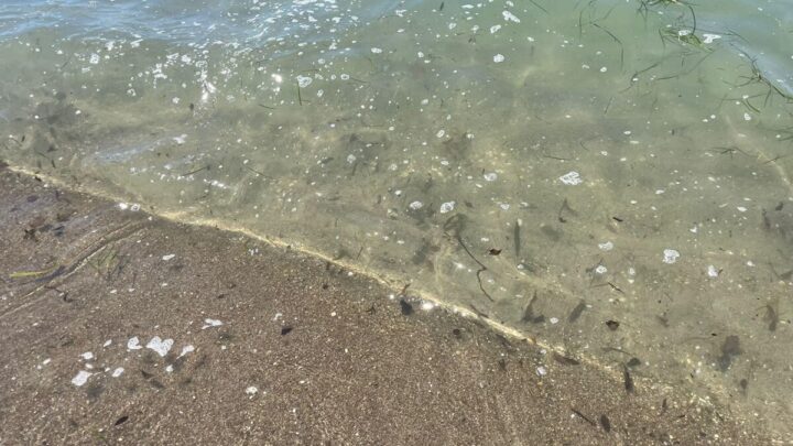 Capaccio Paestum, Paestum Energia Futura: “La mancata Bandiera Blu evidenzia una criticità ambientale da affrontare”