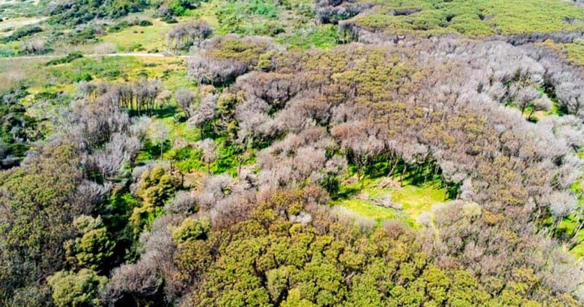 Pineta di Castel Volturno, al via il progetto per rilanciare le tartufaie Pineta di Castel Volturno, al via il progetto per rilanciare le tartufaie