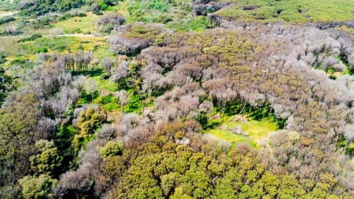 Pineta di Castel Volturno, al via il progetto per rilanciare le tartufaie