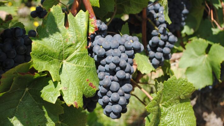 Vendemmia 2026, l’allarme dei produttori: tra caldo record, cantine piene e consumi in calo il vino italiano è a un bivio